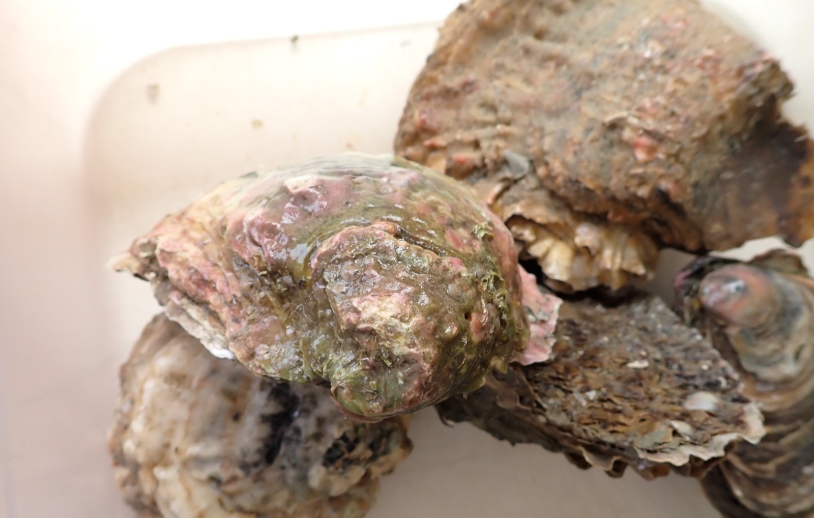 Potential and Prospects for the Restoration of the European Flat Oyster in the Adriatic Sea